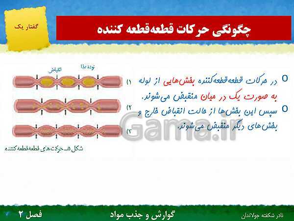 پاورپوینت تدریس گفتار 1 فصل 2 زیست دهم: ساختار و عملکرد لوله گوارش- پیش نمایش