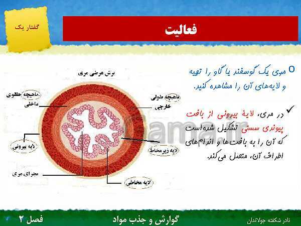 پاورپوینت تدریس گفتار 1 فصل 2 زیست دهم: ساختار و عملکرد لوله گوارش- پیش نمایش