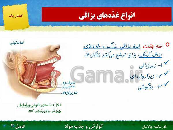 پاورپوینت تدریس گفتار 1 فصل 2 زیست دهم: ساختار و عملکرد لوله گوارش- پیش نمایش