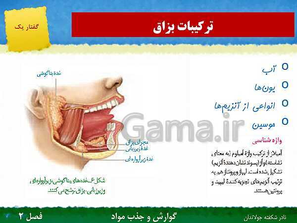 پاورپوینت تدریس گفتار 1 فصل 2 زیست دهم: ساختار و عملکرد لوله گوارش- پیش نمایش