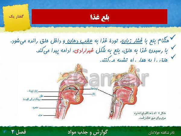 پاورپوینت تدریس گفتار 1 فصل 2 زیست دهم: ساختار و عملکرد لوله گوارش- پیش نمایش