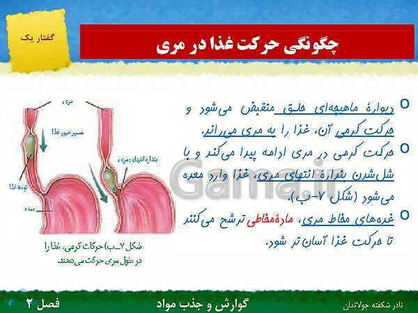 پاورپوینت تدریس گفتار 1 فصل 2 زیست دهم: ساختار و عملکرد لوله گوارش- پیش نمایش