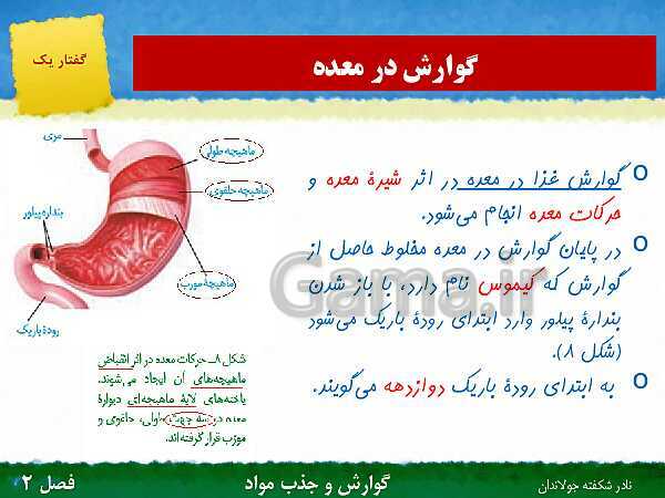 پاورپوینت تدریس گفتار 1 فصل 2 زیست دهم: ساختار و عملکرد لوله گوارش- پیش نمایش