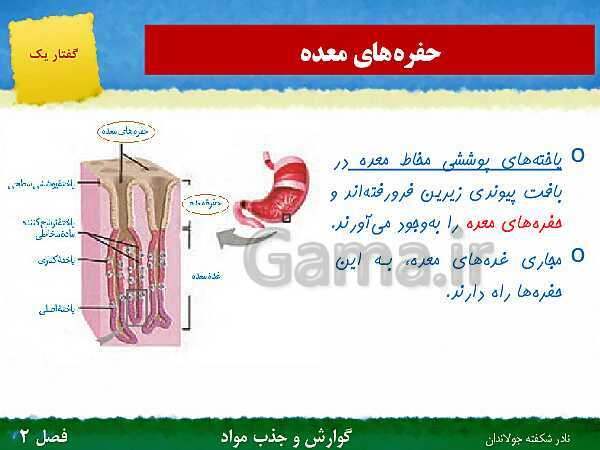 پاورپوینت تدریس گفتار 1 فصل 2 زیست دهم: ساختار و عملکرد لوله گوارش- پیش نمایش