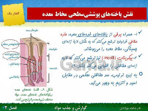 پاورپوینت تدریس گفتار 1 فصل 2 زیست دهم: ساختار و عملکرد لوله گوارش- پیش نمایش