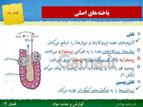 پاورپوینت تدریس گفتار 1 فصل 2 زیست دهم: ساختار و عملکرد لوله گوارش- پیش نمایش