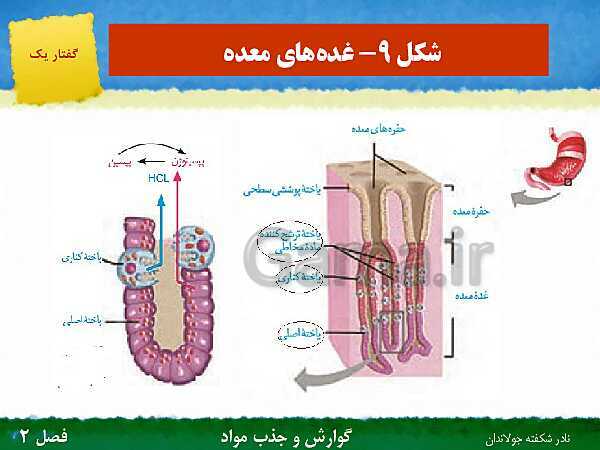 پاورپوینت تدریس گفتار 1 فصل 2 زیست دهم: ساختار و عملکرد لوله گوارش- پیش نمایش