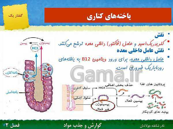 پاورپوینت تدریس گفتار 1 فصل 2 زیست دهم: ساختار و عملکرد لوله گوارش- پیش نمایش