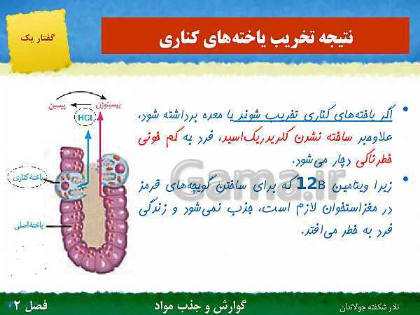 پاورپوینت تدریس گفتار 1 فصل 2 زیست دهم: ساختار و عملکرد لوله گوارش- پیش نمایش