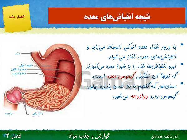 پاورپوینت تدریس گفتار 1 فصل 2 زیست دهم: ساختار و عملکرد لوله گوارش- پیش نمایش