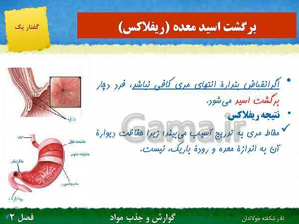 پاورپوینت تدریس گفتار 1 فصل 2 زیست دهم: ساختار و عملکرد لوله گوارش- پیش نمایش