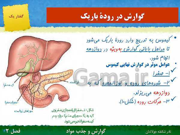 پاورپوینت تدریس گفتار 1 فصل 2 زیست دهم: ساختار و عملکرد لوله گوارش- پیش نمایش