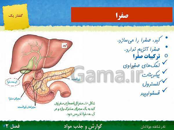 پاورپوینت تدریس گفتار 1 فصل 2 زیست دهم: ساختار و عملکرد لوله گوارش- پیش نمایش