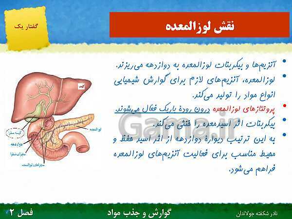 پاورپوینت تدریس گفتار 1 فصل 2 زیست دهم: ساختار و عملکرد لوله گوارش- پیش نمایش