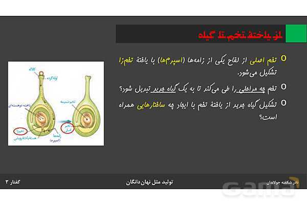 پاورپوینت زیست شناسی (2) یازدهم | فصل 8 | گفتار 3: از یاخته تخم تا گیاه- پیش نمایش