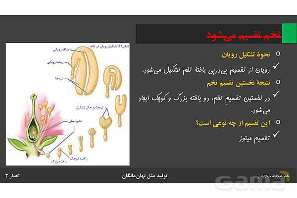 پاورپوینت زیست شناسی (2) یازدهم | فصل 8 | گفتار 3: از یاخته تخم تا گیاه- پیش نمایش