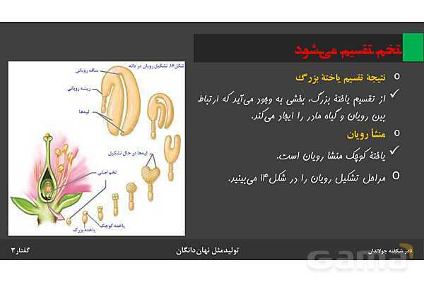 پاورپوینت زیست شناسی (2) یازدهم | فصل 8 | گفتار 3: از یاخته تخم تا گیاه- پیش نمایش