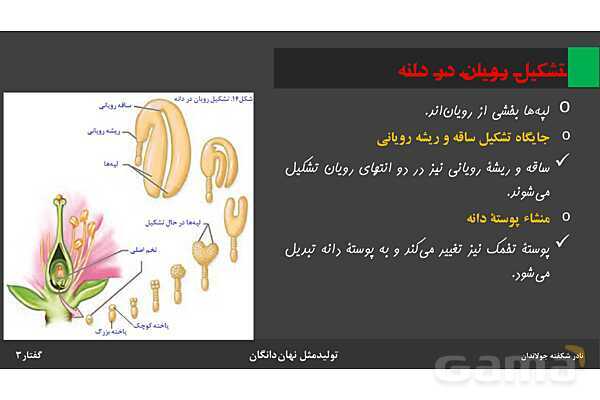 پاورپوینت زیست شناسی (2) یازدهم | فصل 8 | گفتار 3: از یاخته تخم تا گیاه- پیش نمایش