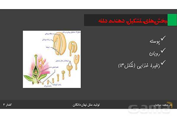 پاورپوینت زیست شناسی (2) یازدهم | فصل 8 | گفتار 3: از یاخته تخم تا گیاه- پیش نمایش