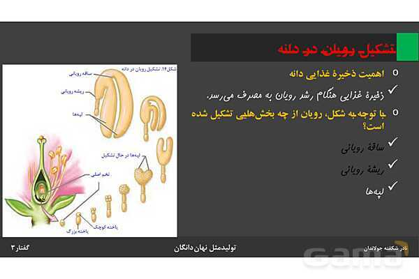 پاورپوینت زیست شناسی (2) یازدهم | فصل 8 | گفتار 3: از یاخته تخم تا گیاه- پیش نمایش