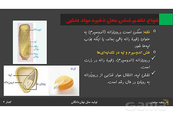 پاورپوینت زیست شناسی (2) یازدهم | فصل 8 | گفتار 3: از یاخته تخم تا گیاه- پیش نمایش