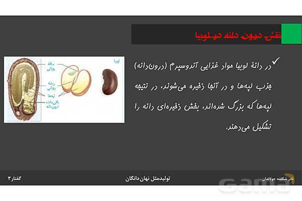 پاورپوینت زیست شناسی (2) یازدهم | فصل 8 | گفتار 3: از یاخته تخم تا گیاه- پیش نمایش