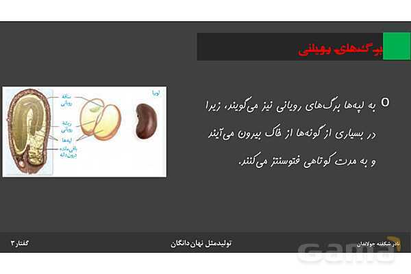 پاورپوینت زیست شناسی (2) یازدهم | فصل 8 | گفتار 3: از یاخته تخم تا گیاه- پیش نمایش