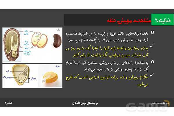 پاورپوینت زیست شناسی (2) یازدهم | فصل 8 | گفتار 3: از یاخته تخم تا گیاه- پیش نمایش