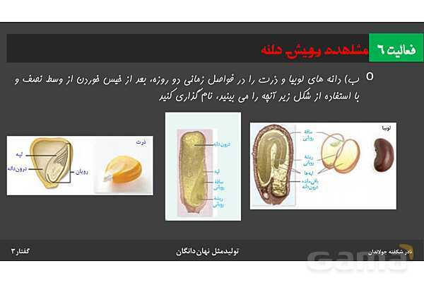 پاورپوینت زیست شناسی (2) یازدهم | فصل 8 | گفتار 3: از یاخته تخم تا گیاه- پیش نمایش
