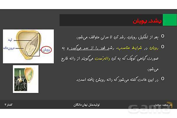 پاورپوینت زیست شناسی (2) یازدهم | فصل 8 | گفتار 3: از یاخته تخم تا گیاه- پیش نمایش