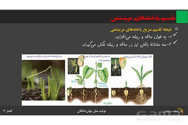 پاورپوینت زیست شناسی (2) یازدهم | فصل 8 | گفتار 3: از یاخته تخم تا گیاه- پیش نمایش