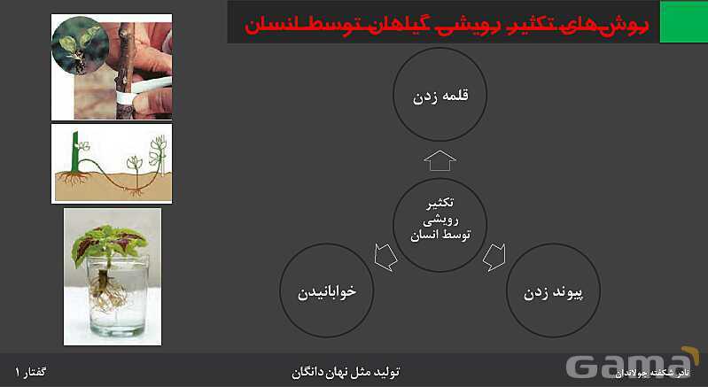 پاورپوینت زیست شناسی (2) یازدهم | فصل 8 | گفتار 1: تولید مثل غیرجنسی- پیش نمایش