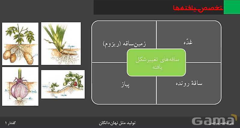 پاورپوینت زیست شناسی (2) یازدهم | فصل 8 | گفتار 1: تولید مثل غیرجنسی- پیش نمایش