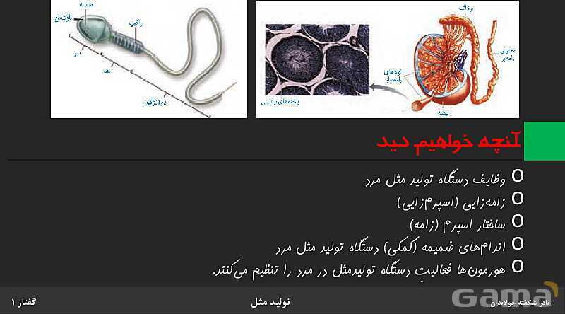 پاورپوینت زیست شناسی (2) یازدهم | فصل 7 | گفتار 1: دستگاه تولید مثل در مرد- پیش نمایش