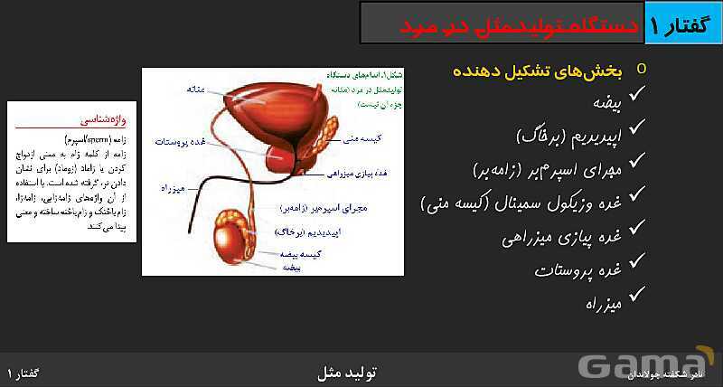 پاورپوینت زیست شناسی (2) یازدهم | فصل 7 | گفتار 1: دستگاه تولید مثل در مرد- پیش نمایش