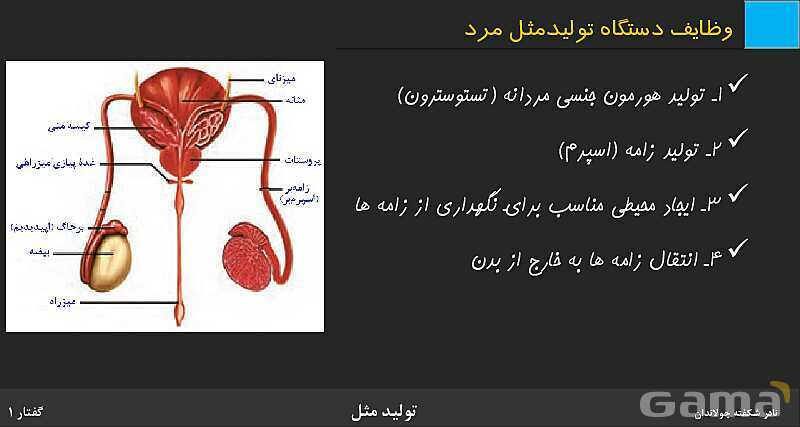 پاورپوینت زیست شناسی (2) یازدهم | فصل 7 | گفتار 1: دستگاه تولید مثل در مرد- پیش نمایش