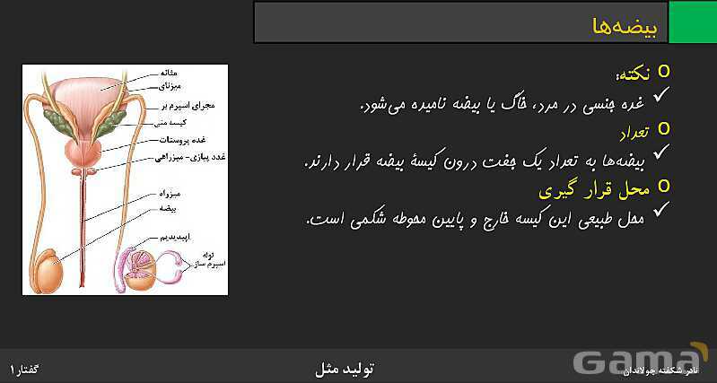 پاورپوینت زیست شناسی (2) یازدهم | فصل 7 | گفتار 1: دستگاه تولید مثل در مرد- پیش نمایش