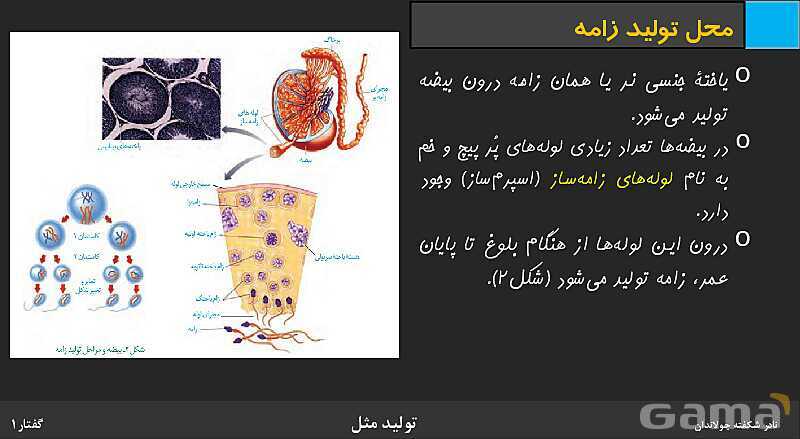 پاورپوینت زیست شناسی (2) یازدهم | فصل 7 | گفتار 1: دستگاه تولید مثل در مرد- پیش نمایش