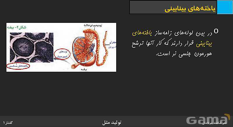 پاورپوینت زیست شناسی (2) یازدهم | فصل 7 | گفتار 1: دستگاه تولید مثل در مرد- پیش نمایش