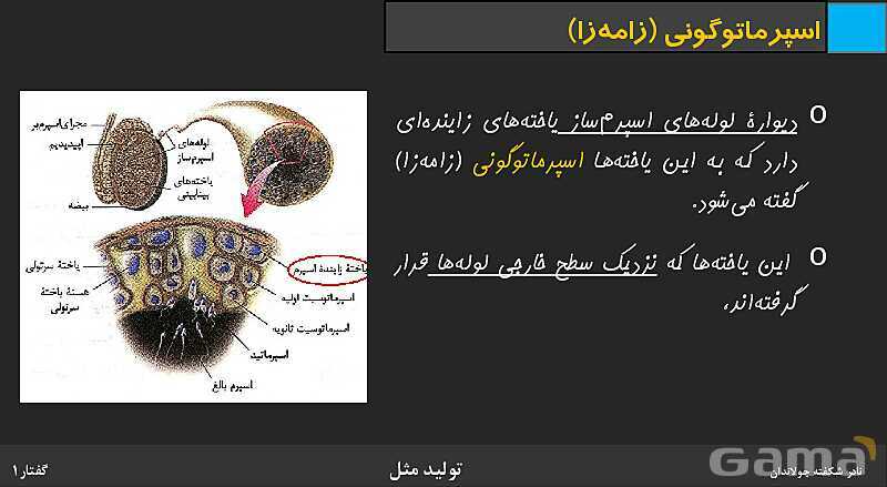 پاورپوینت زیست شناسی (2) یازدهم | فصل 7 | گفتار 1: دستگاه تولید مثل در مرد- پیش نمایش