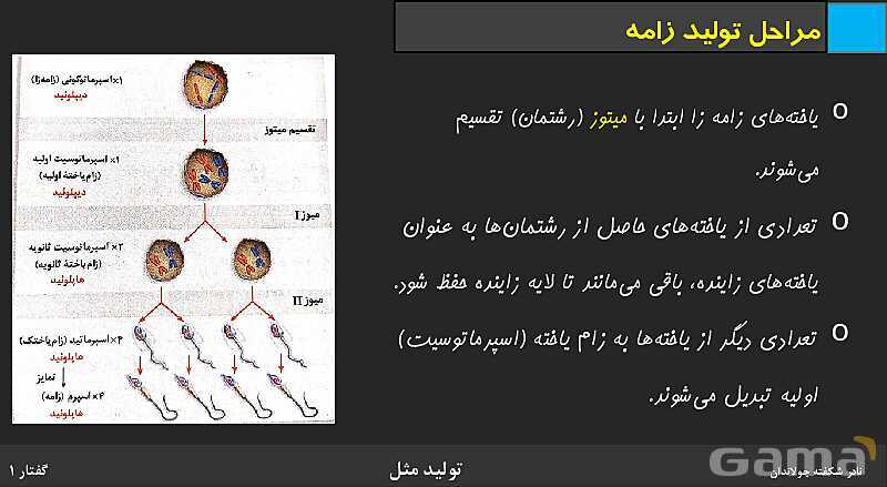 پاورپوینت زیست شناسی (2) یازدهم | فصل 7 | گفتار 1: دستگاه تولید مثل در مرد- پیش نمایش