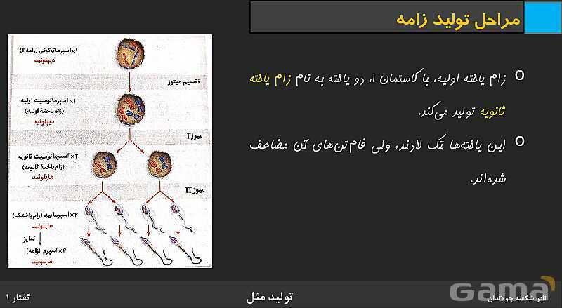 پاورپوینت زیست شناسی (2) یازدهم | فصل 7 | گفتار 1: دستگاه تولید مثل در مرد- پیش نمایش