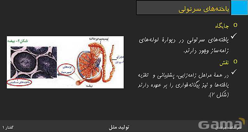 پاورپوینت زیست شناسی (2) یازدهم | فصل 7 | گفتار 1: دستگاه تولید مثل در مرد- پیش نمایش