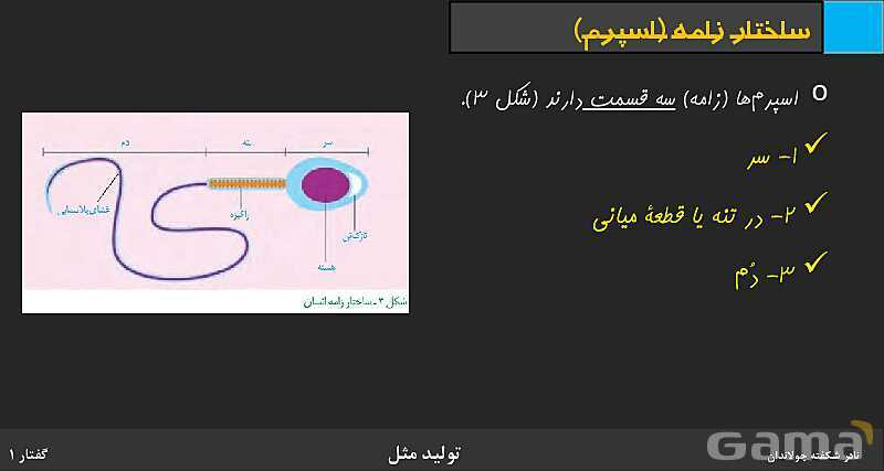 پاورپوینت زیست شناسی (2) یازدهم | فصل 7 | گفتار 1: دستگاه تولید مثل در مرد- پیش نمایش