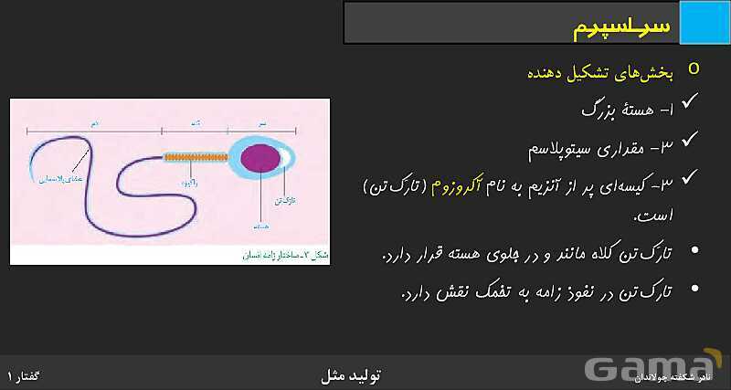 پاورپوینت زیست شناسی (2) یازدهم | فصل 7 | گفتار 1: دستگاه تولید مثل در مرد- پیش نمایش