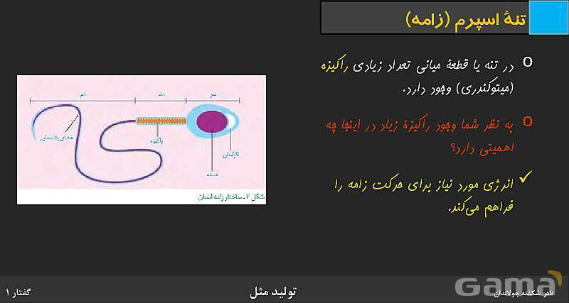 پاورپوینت زیست شناسی (2) یازدهم | فصل 7 | گفتار 1: دستگاه تولید مثل در مرد- پیش نمایش