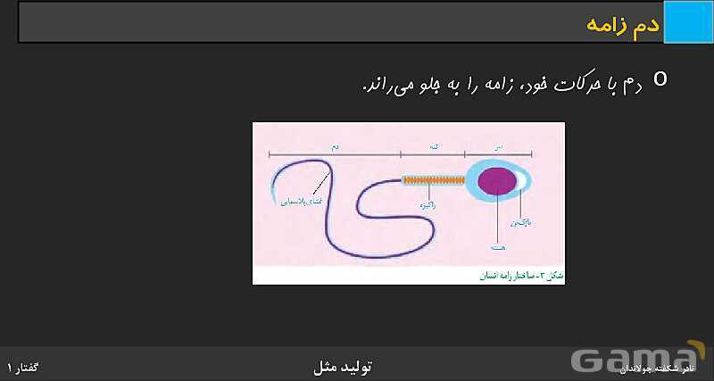 پاورپوینت زیست شناسی (2) یازدهم | فصل 7 | گفتار 1: دستگاه تولید مثل در مرد- پیش نمایش