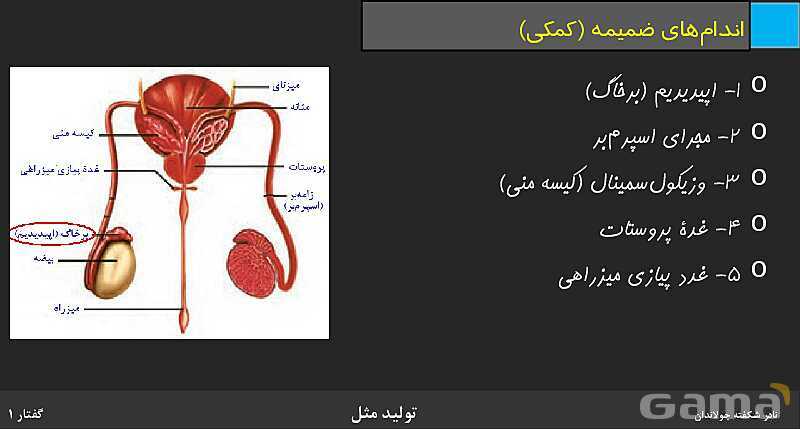 پاورپوینت زیست شناسی (2) یازدهم | فصل 7 | گفتار 1: دستگاه تولید مثل در مرد- پیش نمایش