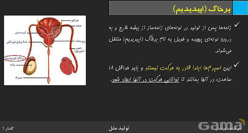 پاورپوینت زیست شناسی (2) یازدهم | فصل 7 | گفتار 1: دستگاه تولید مثل در مرد- پیش نمایش