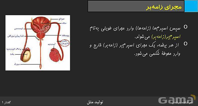 پاورپوینت زیست شناسی (2) یازدهم | فصل 7 | گفتار 1: دستگاه تولید مثل در مرد- پیش نمایش